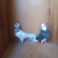 کفتر طوقی پرشی جوجه