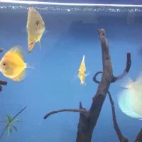 اکواریوم دیسکس|ماهی|بروجرد, |دیوار