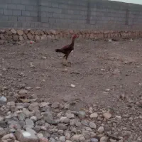 لاری اصل|حیوانات مزرعه|قره قوین, |دیوار