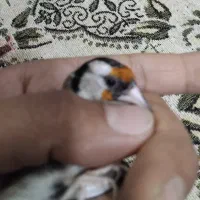 سهره نر و ماده|پرنده|اصفهان, شاهد|دیوار