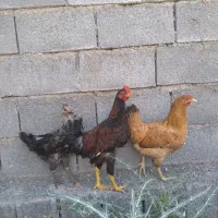 مرغ تخمگذار وجوجه خروس