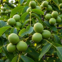 نهال گردو فرانکت پوست نازک و مغز درشت