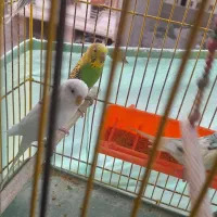 مرغ عشق زیبا|پرنده|گلستان (تهران), |دیوار