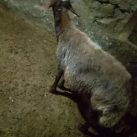 گوسفند|حیوانات مزرعه|مریوان, |دیوار