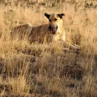 سرابی ۱۴ ماه گله ایی فی ۸|سگ|ماکو, |دیوار
