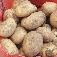 سیب زمینی ارگانیک بدون کود