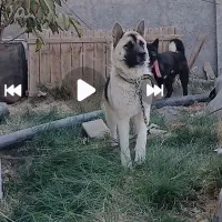 امریکن اکیتا رنگ خاص|سگ|فولادشهر, سایت صنعتی کاوه|دیوار