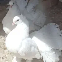 جفت دم چتری