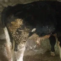 گاو نر|حیوانات مزرعه|مشگین شهر, |دیوار