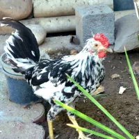 خروس  گلین  40 تاج نژاد دار