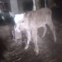 کوساله شیری