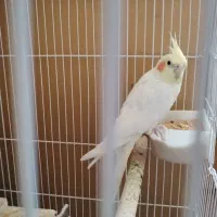 عروس هلندی|پرنده|نجفآباد, جلال آباد|دیوار