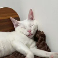 واگذاری رایگان گربه شناسنامه دار