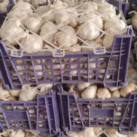 خریدوفروش و صادرات سیردرجه یک وبذری