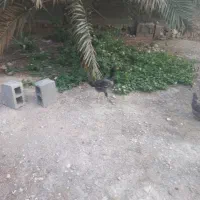 مرغ لاری طوسی