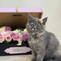 گربه پرشین اسکاتیش