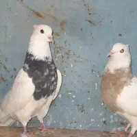 طوقی باشت ذرین اجری