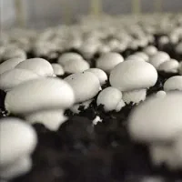 فروش کمپوست قارچ/فروش بذر قارچ/فروش خاک پوششی|خدمات باغبانی و درختکاری|اردبیل, |دیوار