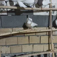 ۱۳ عدد کبوتر طوقی پاک|پرنده|کرمانشاه, |دیوار