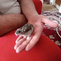 با سلام یک همستر با اجیل بزرگ شده