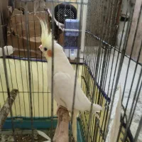 عروس هلندی