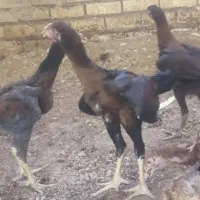 مرغ و جوجه لاری افغان