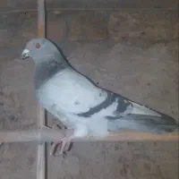 کبوتر خوب|پرنده|بشاریات, |دیوار