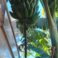 نهال و درخت موز کاردابا آمریکایی