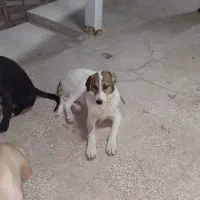 توله سگ سرابی نر نگهبان و گله