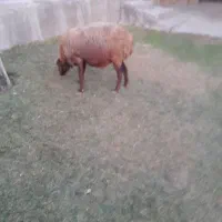 دو عدد گوسفند