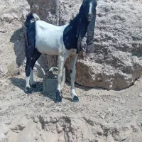 کهره چپش پاکستانی پتیری