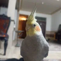 عروس هلندی