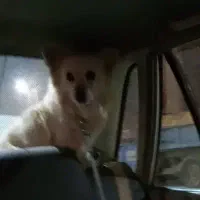 سگ اشپیتز سفید