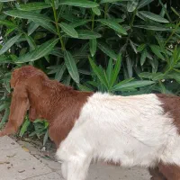 بزغاله شیری نصل افغانی