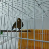 پرنده|پرنده|مشهد, امام رضا (ع)|دیوار