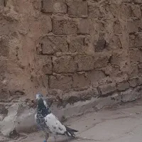 کفتر پرنده|پرنده|قرچک, زیبا شهر|دیوار