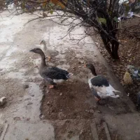 معاوضه و فروش قو قاز و اردک