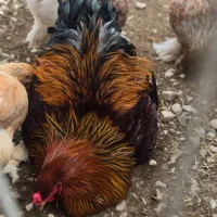 نیمچه برهما ۴ ماهه پارتریج و بلو پارتریج|حیوانات مزرعه|تهران, خاوران|دیوار