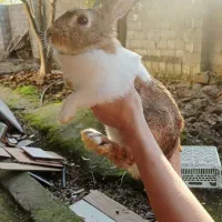 سه عدد خرگوش بالغ مجزا و باهم بفروش میرسه