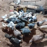 جفتی ۲۶۰|پرنده|جوین, |دیوار