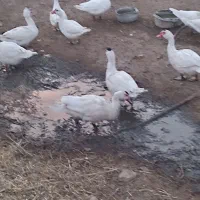 اردک اسراییلی