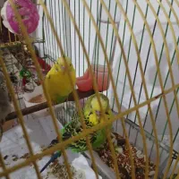 دو تا  مرغ عشق نر و ماده