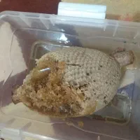 عسل طبیعی