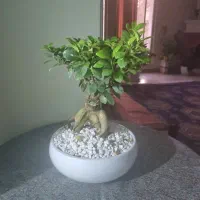 گل و گیاه طبیعی|گل و گیاه طبیعی|تهران, امانیه|دیوار