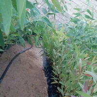 فروش عمده نهال اکالیپتوس