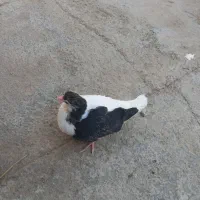 یک جفت رنگه  افشون با جوجه