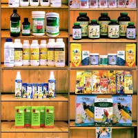 کاسکوشاه طوطی ملنگو راهب گرینچیک عروس هلندی قناری|پرنده|مشهد, هفت تیر (آب و برق)|دیوار