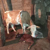 گاو سمینتال‌