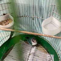 برزیلی ماده آماده