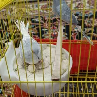 پرنده کبوترفنچ طوطی|پرنده|کرمانشاه, |دیوار